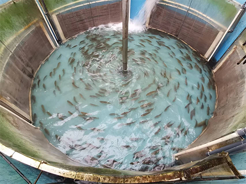 室内鱼塘养殖:IOSBR内供氧膜生物反应器